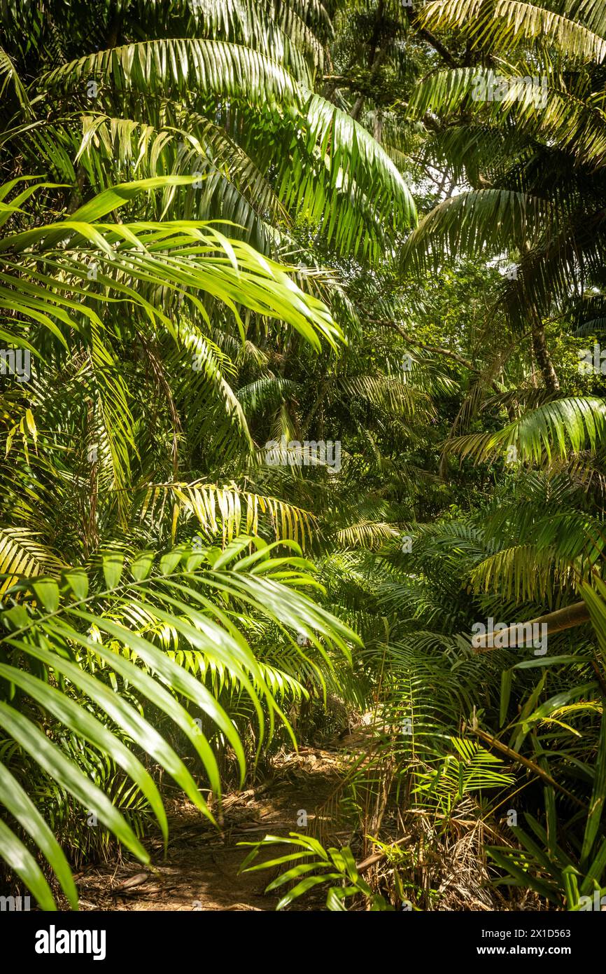 Forêt tropicale côtière, beau paysage vert, photo verticale Banque D'Images