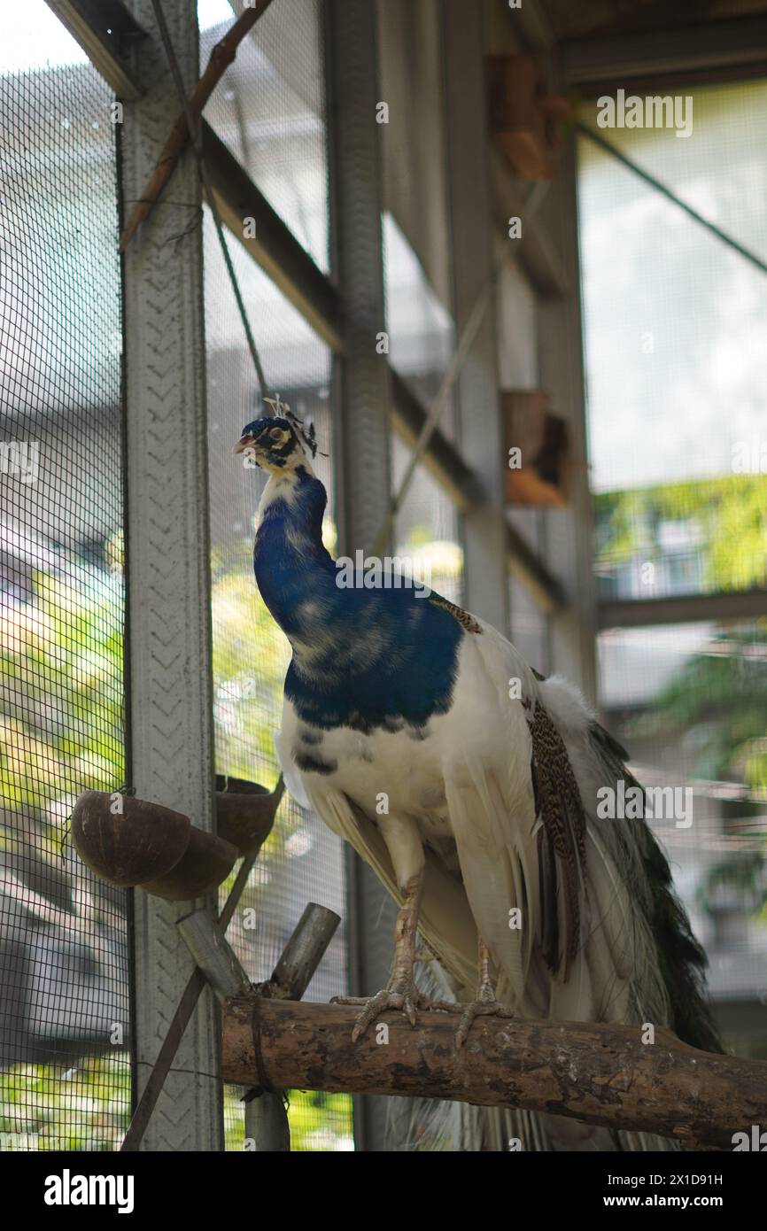 Paon blanc et bleu dans une cage perchée sur un morceau de bois au fond flou Banque D'Images