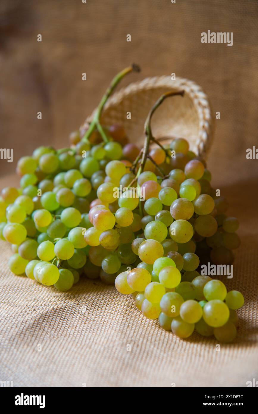 Grappes de raisins de Vinalopo. Espagne. Banque D'Images