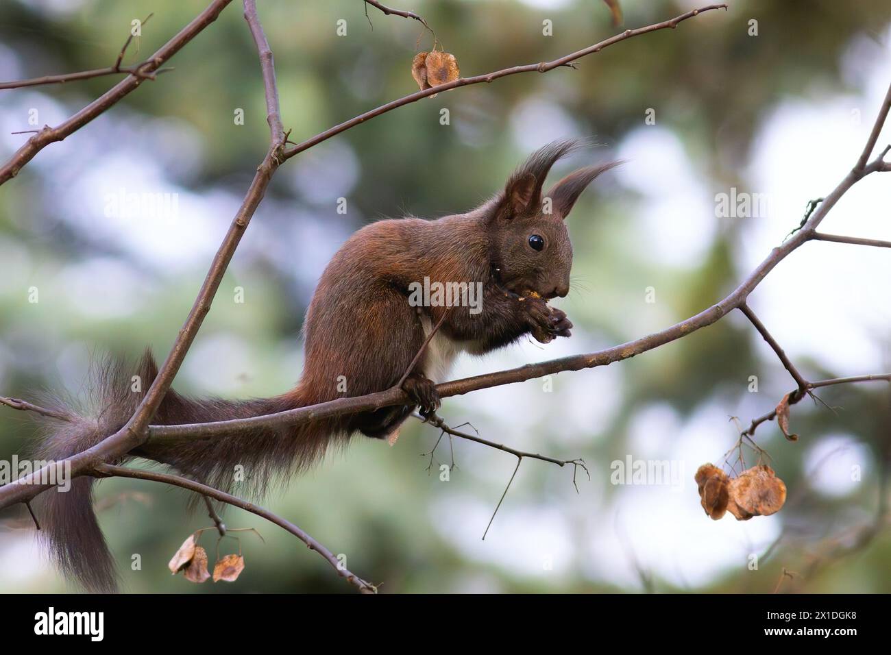 Écureuil roux eurasien mangeant des noix dans l'arbre (Sciurus vulgaris) Banque D'Images