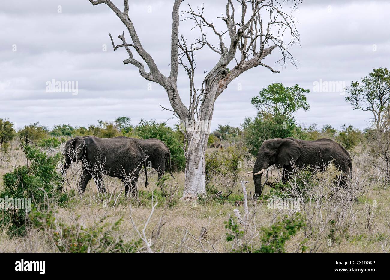 Trois éléphants d'Afrique marchent sur la savane, près de l'arbre séché. Safari dans le parc national Kruger, Afrique du Sud. Animaux de la faune de fond, nature sauvage Banque D'Images