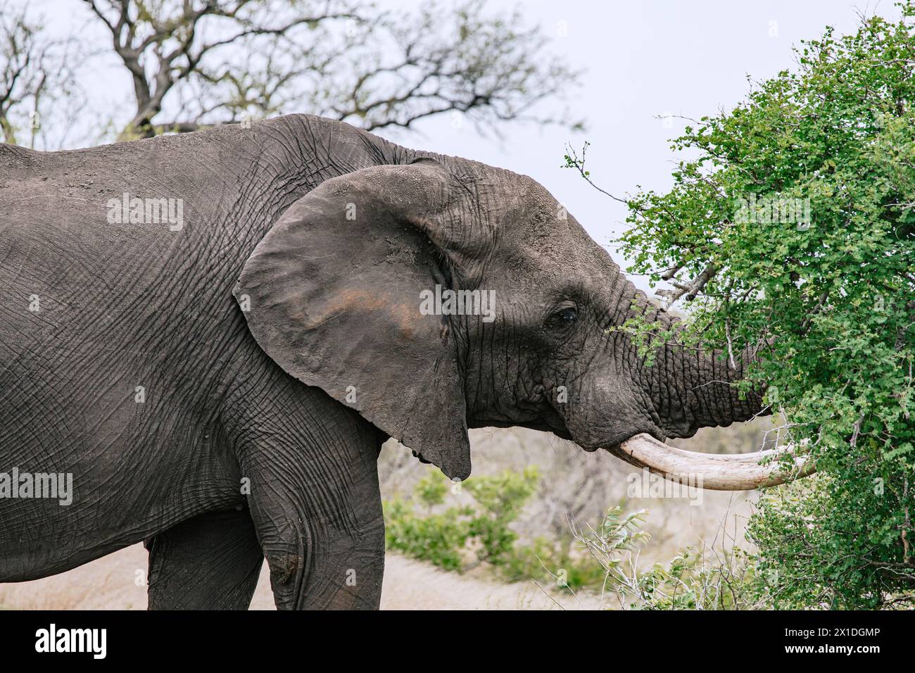 L'éléphant d'Afrique mâche des feuilles avec la bouche ouverte, repas gros plan portrait, vue de côté. Safari en savane, Afrique du Sud, Parc National Kruger. Animaux natur Banque D'Images