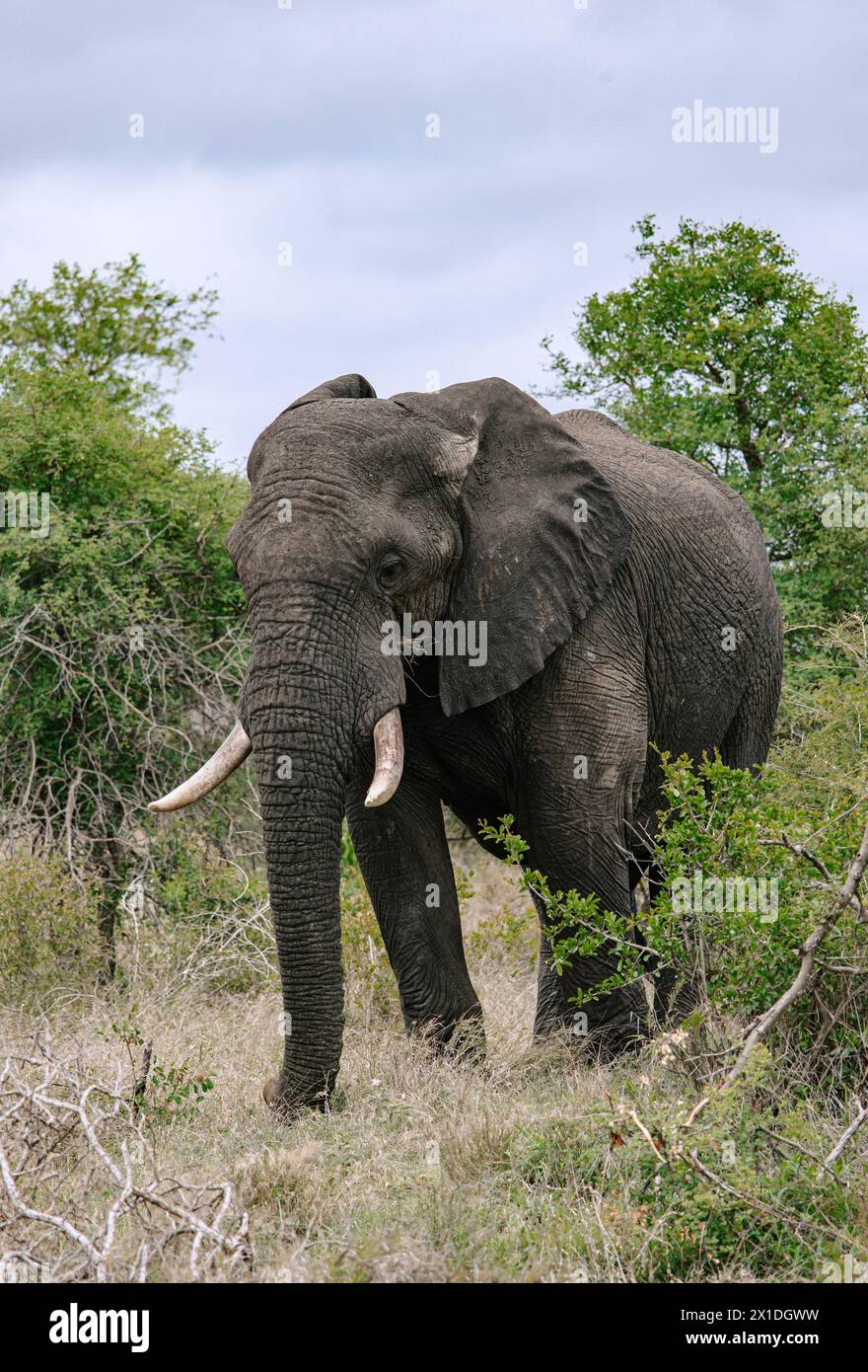 Grand éléphant d'Afrique pleine longueur dans la savane. Safari dans le parc national Kruger, Afrique du Sud. réserve pour la conservation des populations animales. Animaux wi Banque D'Images