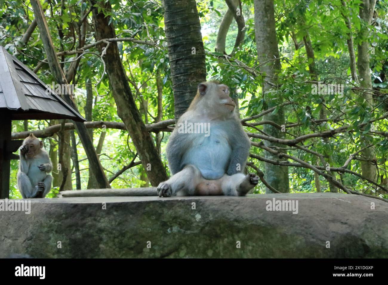 Macaques à longue queue (Macaca fascicularis) dans la forêt des singes sacrés, Ubud, Indonésie Banque D'Images