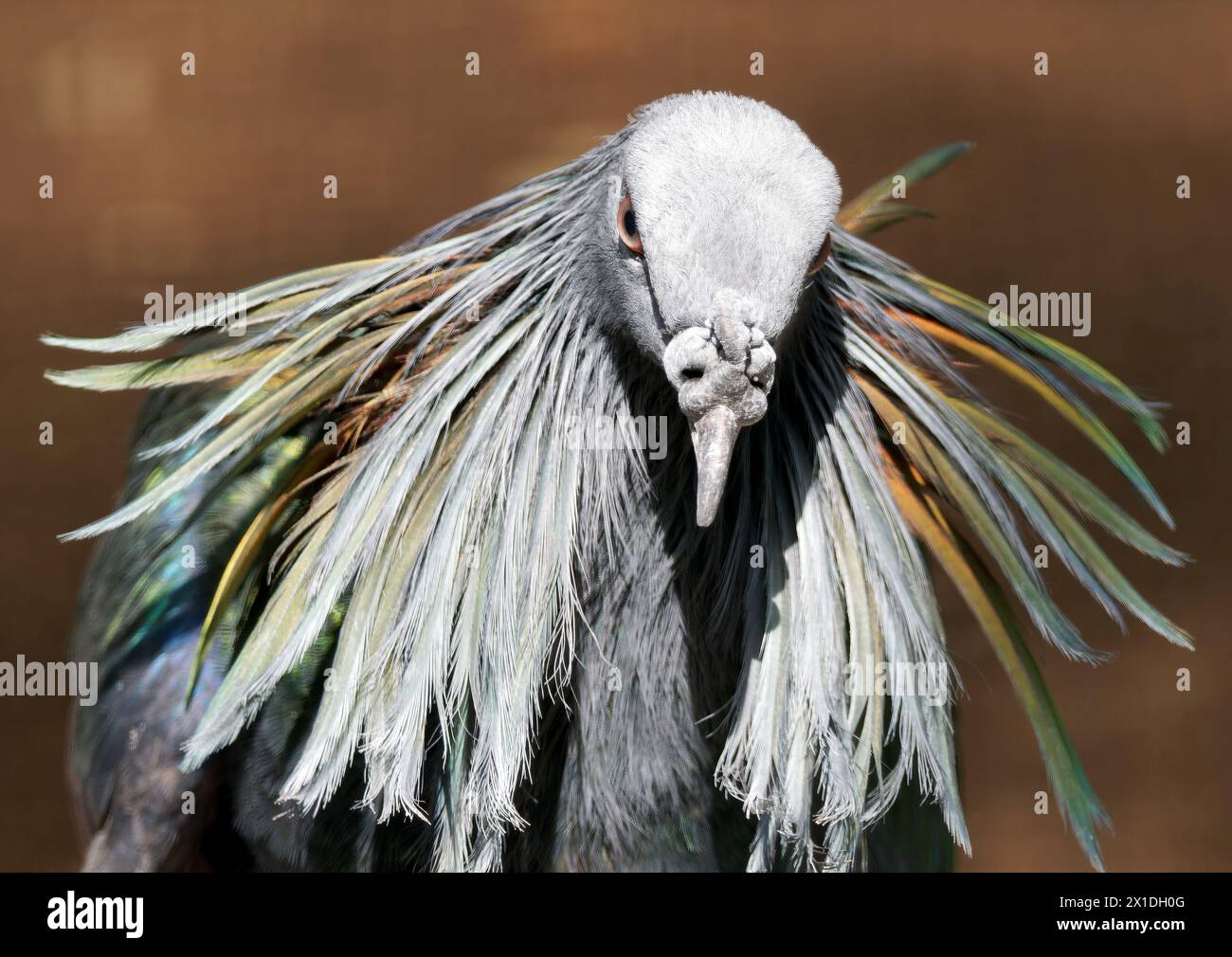 Pigeon de Nicobar, colombe de Nicobar, Kragentaube, Nicobar à camail, Caloenas nicobarica, sörényes galamb Banque D'Images