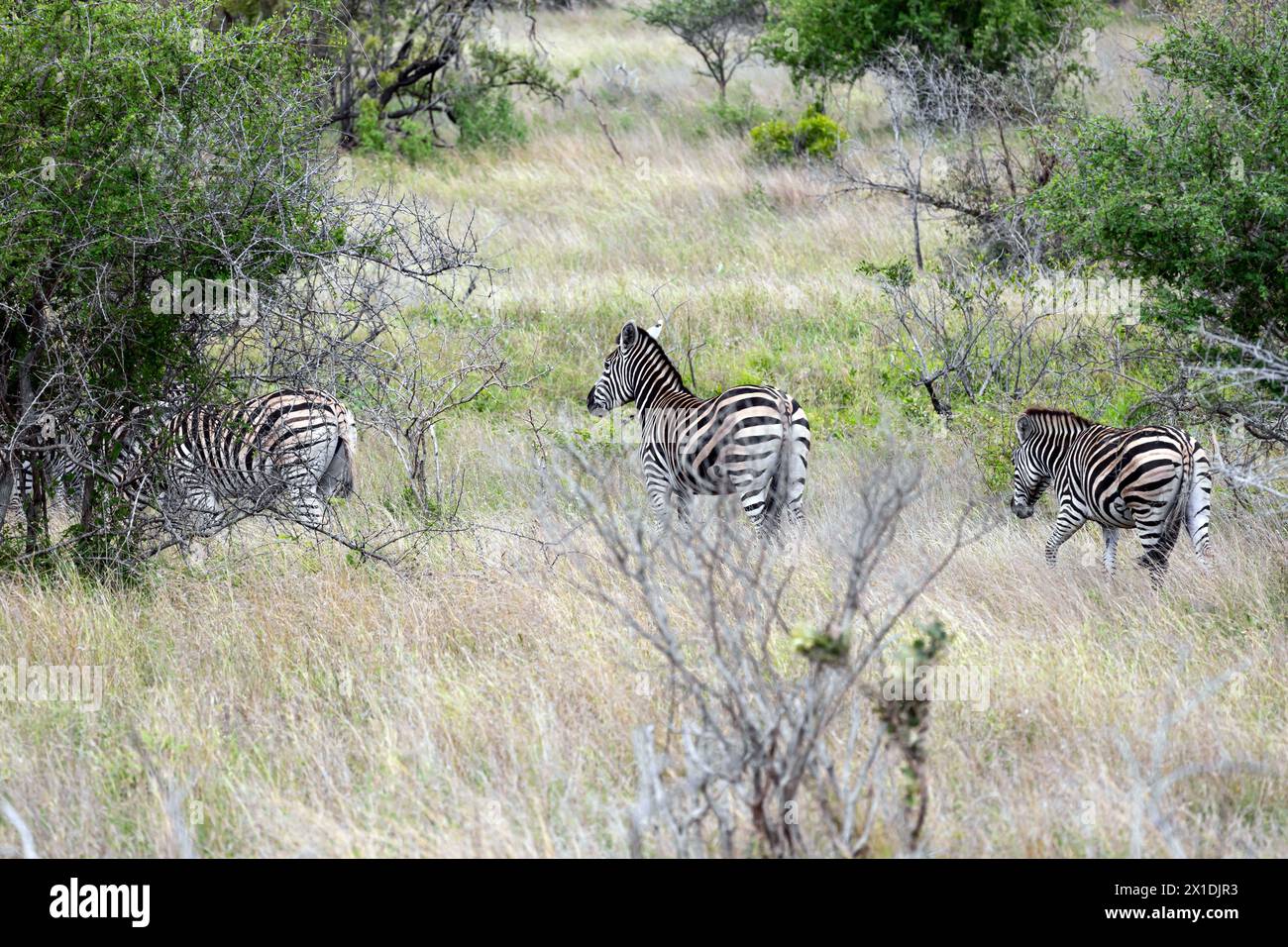 Trois zèbres africains marchent parmi les arbres verts et les buissons dans la savane. Safari dans le parc national Kruger, Afrique du Sud. Animaux de la faune fond, sauvage n Banque D'Images