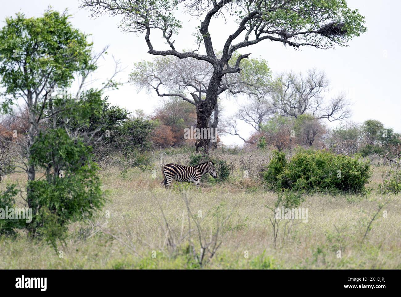 Le zèbre africain marche au milieu des arbres verts et des buissons dans la savane. Safari dans le parc national Kruger, Afrique du Sud. Animaux de la faune de fond, sauvage Banque D'Images