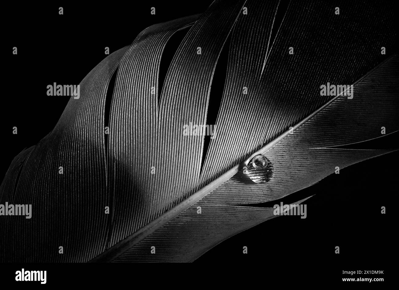Gouttelette d'eau sur image monochrome macro plume avec éclairage sélectif et fond noir Banque D'Images