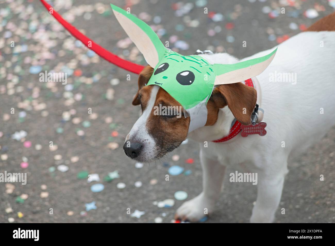 Chien dans un costume de Yoda Banque D'Images