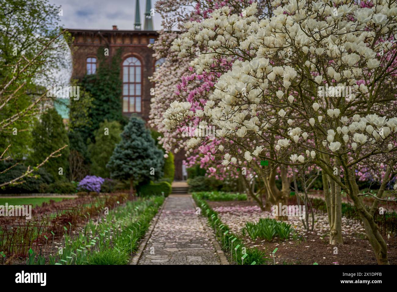 Jardins botaniques au printemps Wroclaw basse Silésie Pologne floraison magnolias Banque D'Images