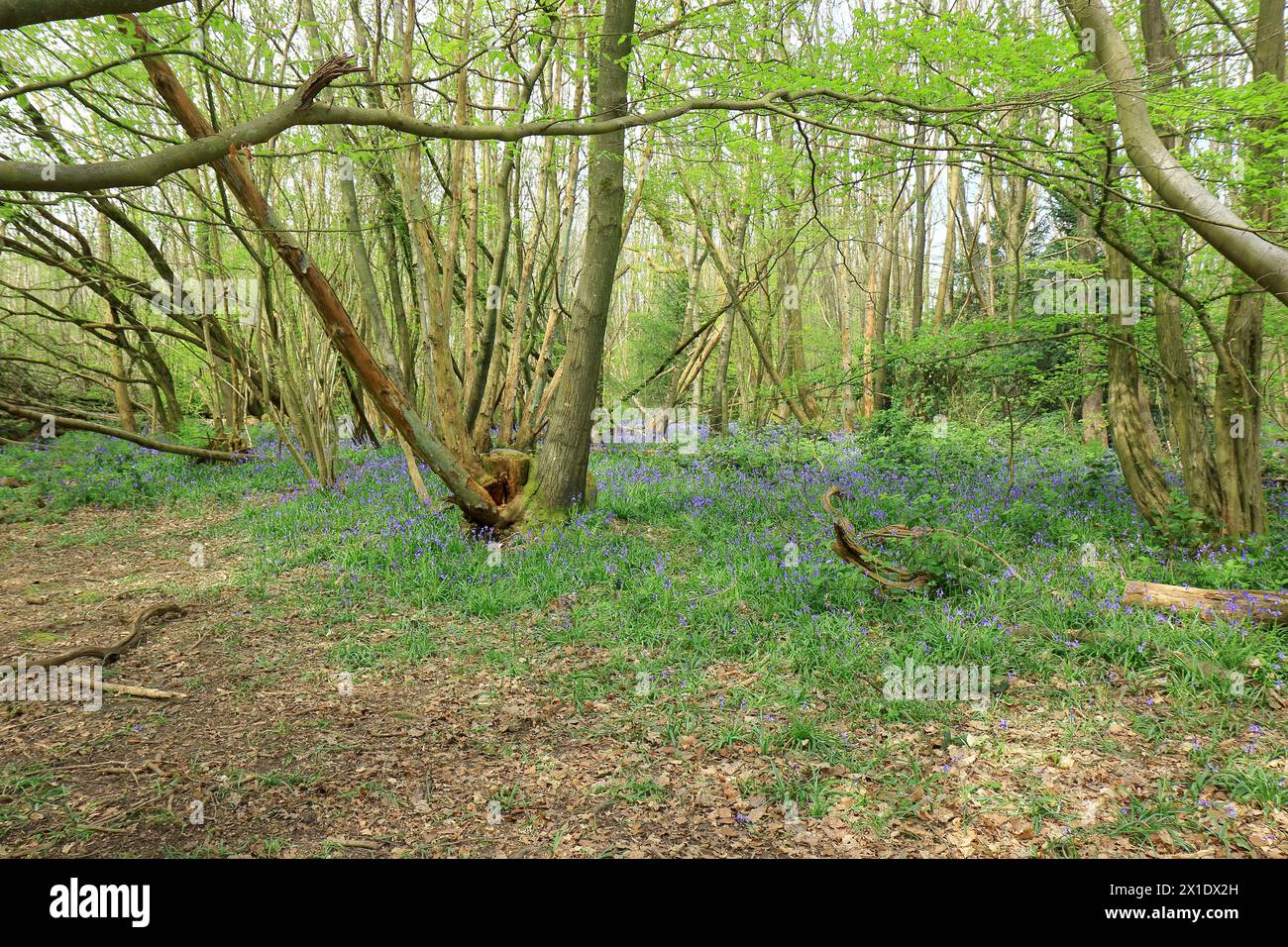 Un beau lit de Bluebells dans les bois à Trosley Banque D'Images
