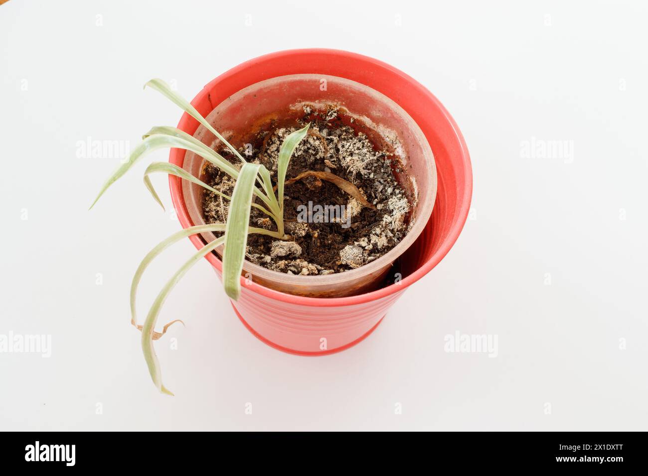 Plante d'intérieur en pot de fleurs rouge poussant sur un sol moisi Banque D'Images