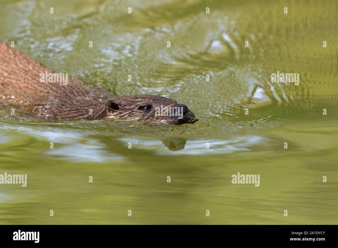 Gros plan de la loutre de rivière eurasienne (Lutra lutra) nageant dans le ruisseau Banque D'Images