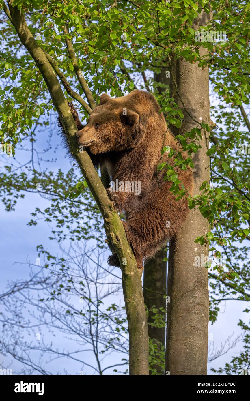 Ours brun européen (Ursus arctos) grimpant à l'arbre dans la forêt à la lumière du soir Banque D'Images