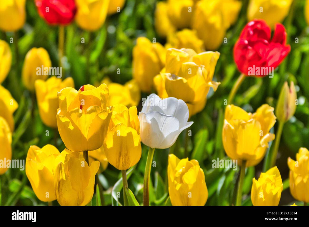 Tulipes Norfolk Banque D'Images