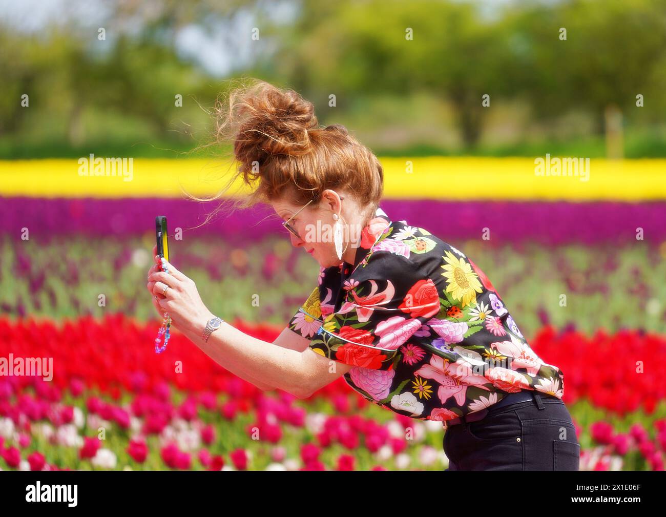 Femme prenant une photo de tulipes dans un champ Banque D'Images