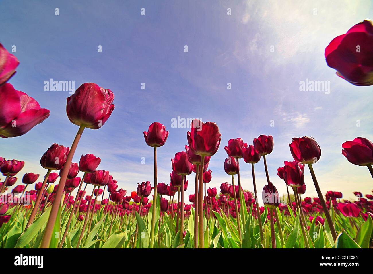 Champ de tulipes rouges avec ciel bleu Banque D'Images