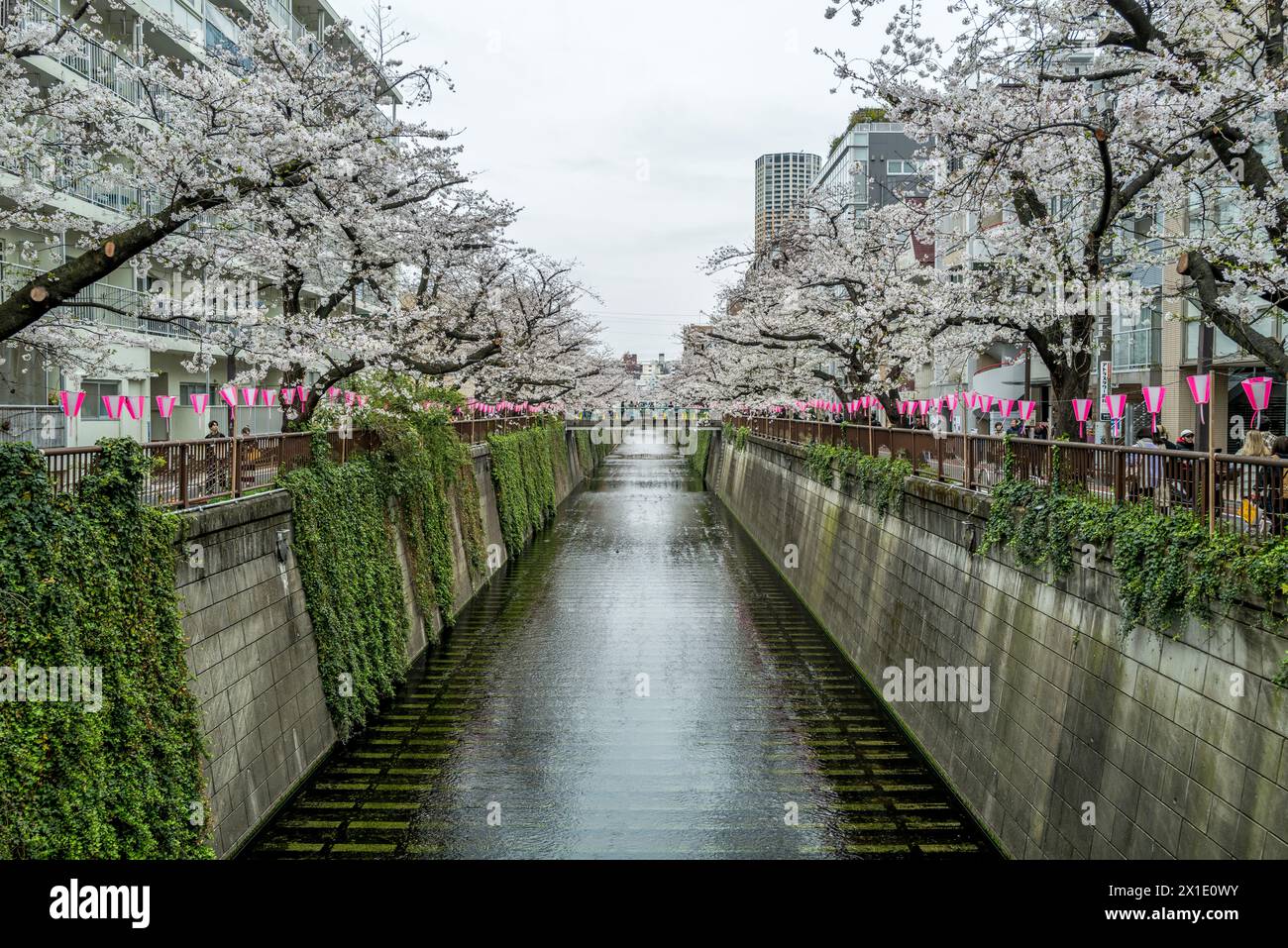 Saison des cerisiers en fleurs (Sakura) sur la rivière Meguro à Meguro, Tokyo, Japon Banque D'Images