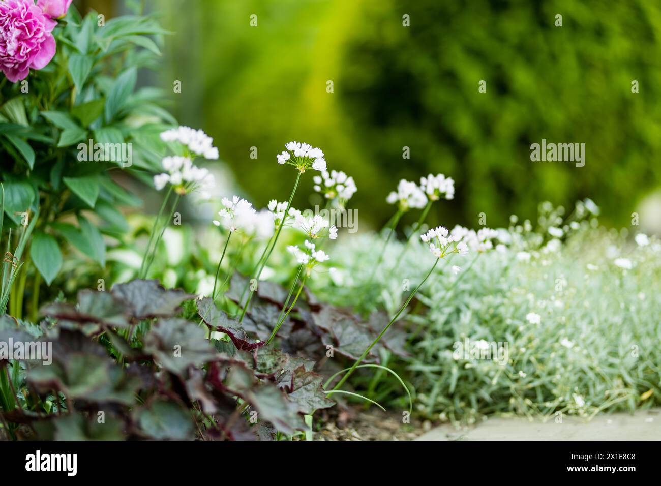 Allium neapolitanum ou fleurs d'oignon ornemental fleurissant sur le lit de fleurs dans un jardin par jour d'été ensoleillé. Amaryllidaceae Pennial bulbouus plants. Beau Banque D'Images