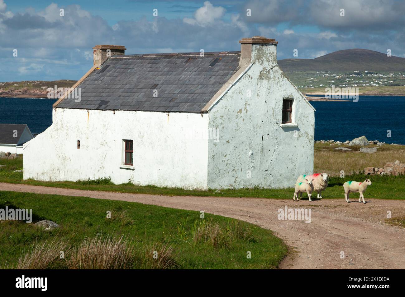 Cottage, moutons et agneau sur l'île de Gola sur la Wild Atlantic Way dans le Donegal en Irlande Europe Banque D'Images