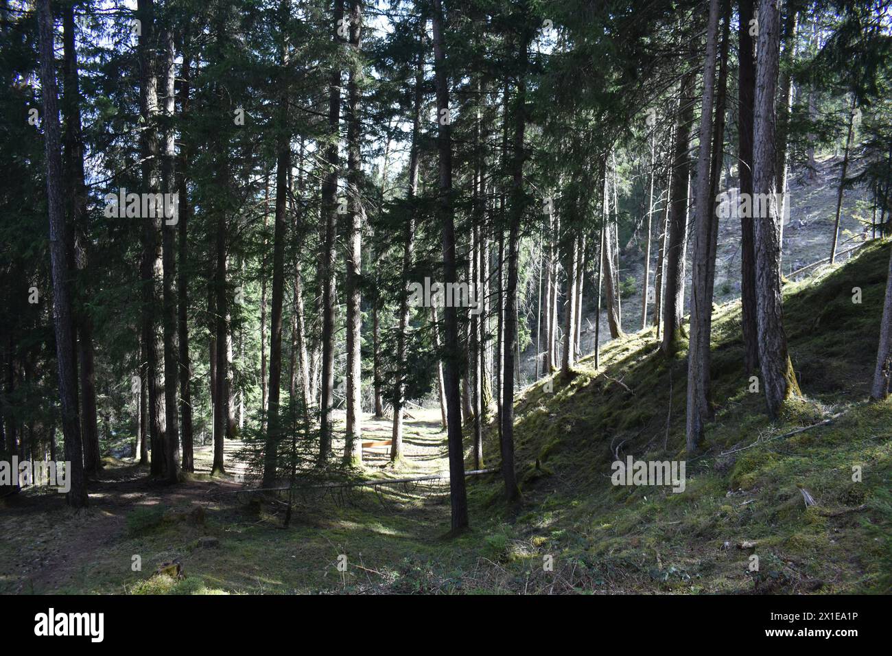 Beau sentier de randonnée à travers la forêt de pins dans la vallée de Stubai sous Stubai Glacier.Austria Alpes , Innsbruck Land , région du Tyrol . Banque D'Images