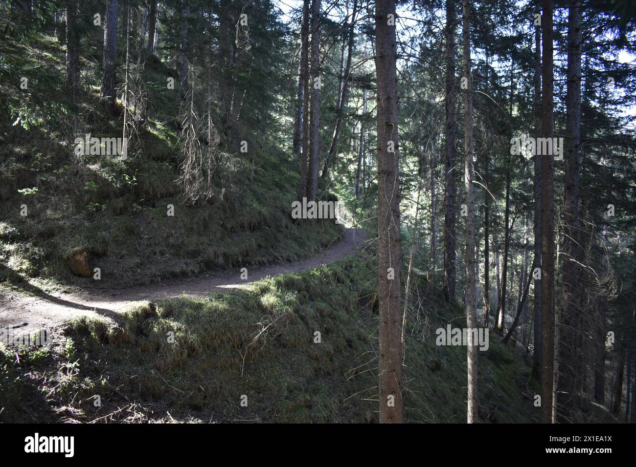 Beau sentier de randonnée à travers la forêt de pins dans la vallée de Stubai sous Stubai Glacier.Austria Alpes , Innsbruck Land , région du Tyrol . Banque D'Images