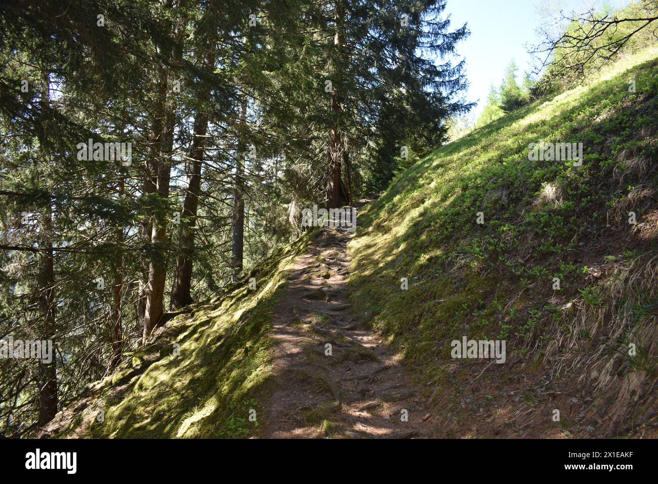 Beau sentier de randonnée à travers la forêt de pins dans la vallée de Stubai sous Stubai Glacier.Austria Alpes , Innsbruck Land , région du Tyrol . Banque D'Images