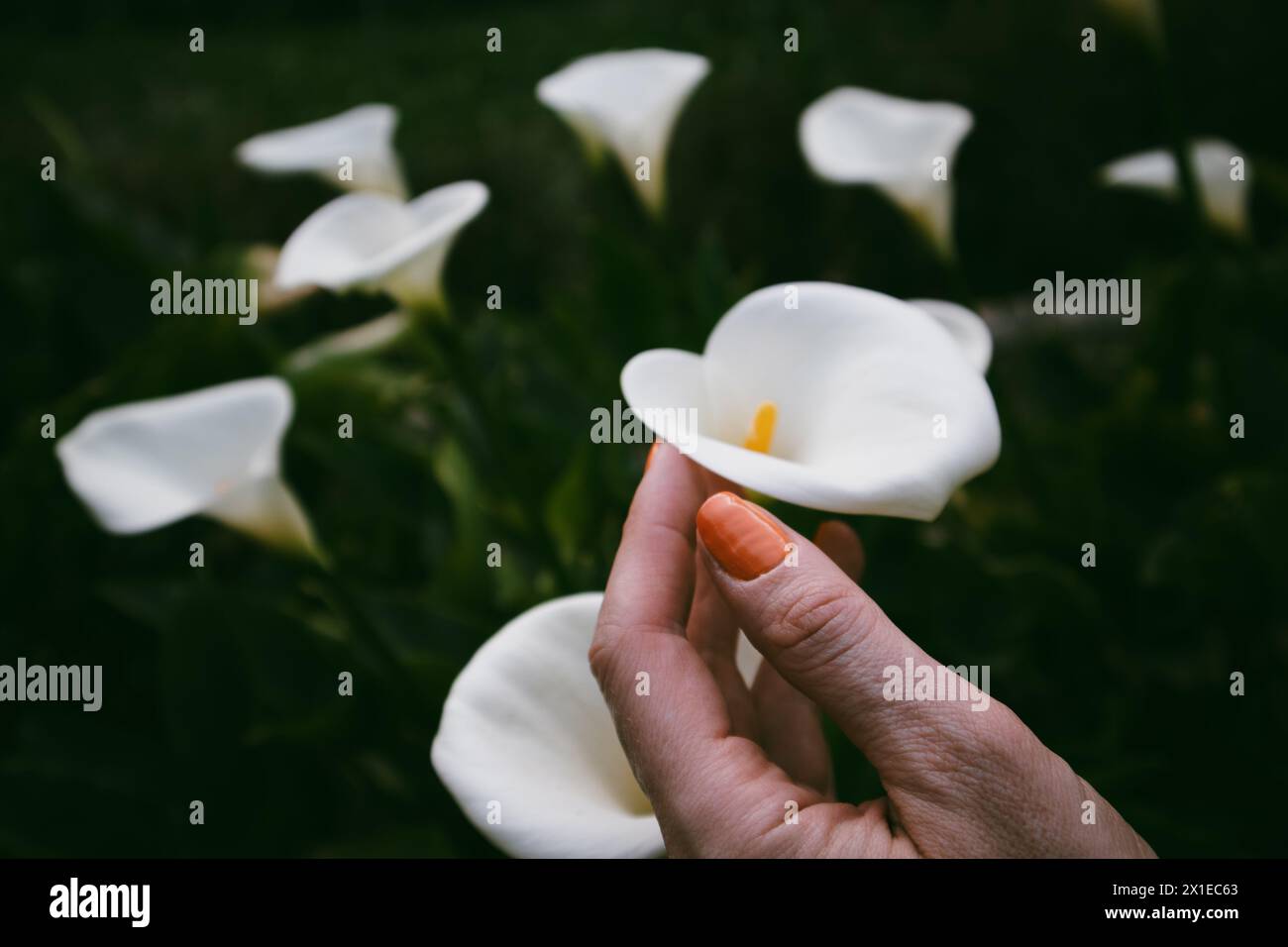 Lys arum à fleurs blanches dans la main féminine avec manucure orange. Un jardinier cultivant et prenant soin des plantes vertes dans le jardin de printemps. Beauté florale. Banque D'Images