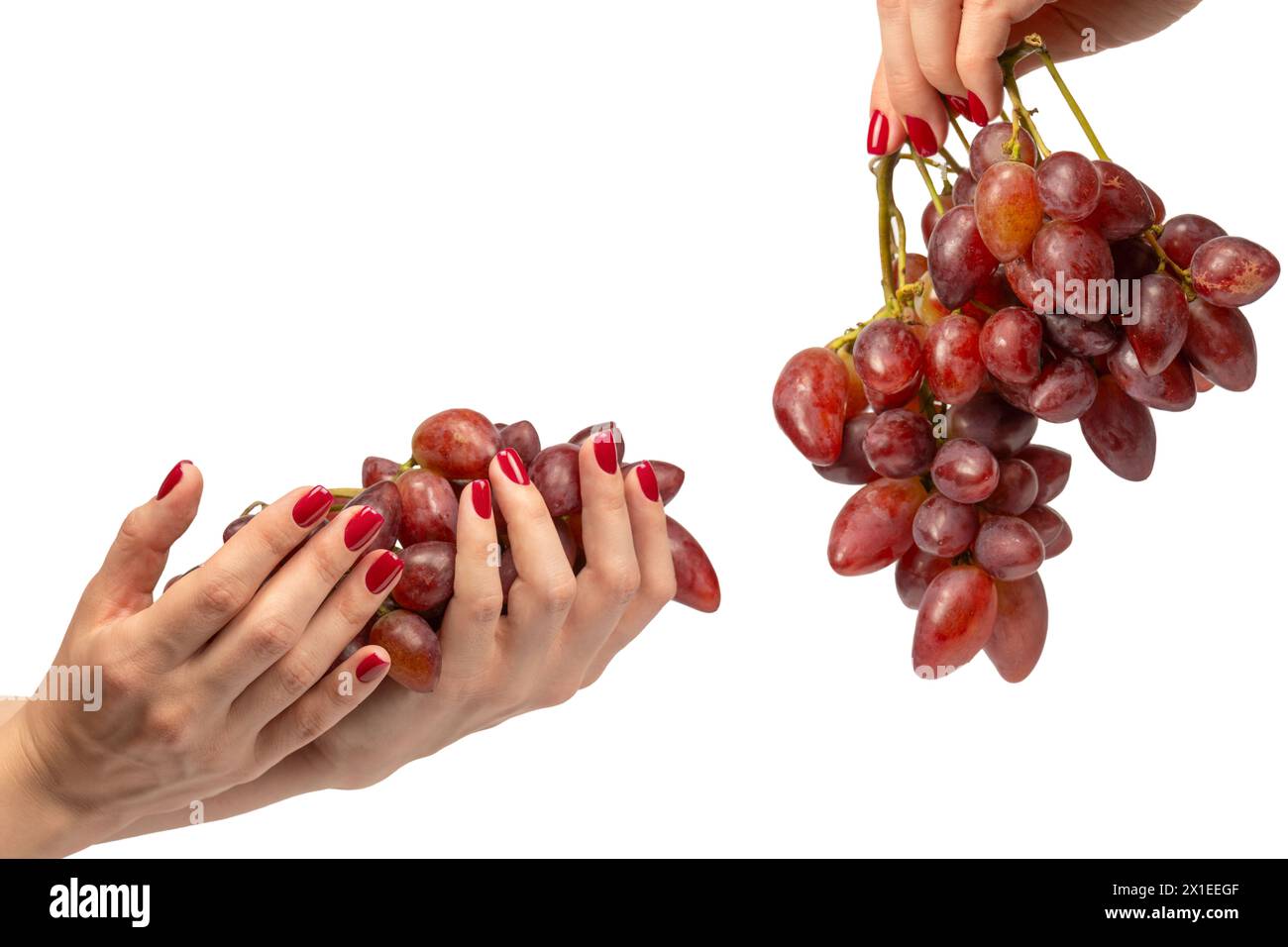 Une branche de raisins rouges dans les mains de femme avec vernis rouge isolé sur un fond blanc. Banque D'Images