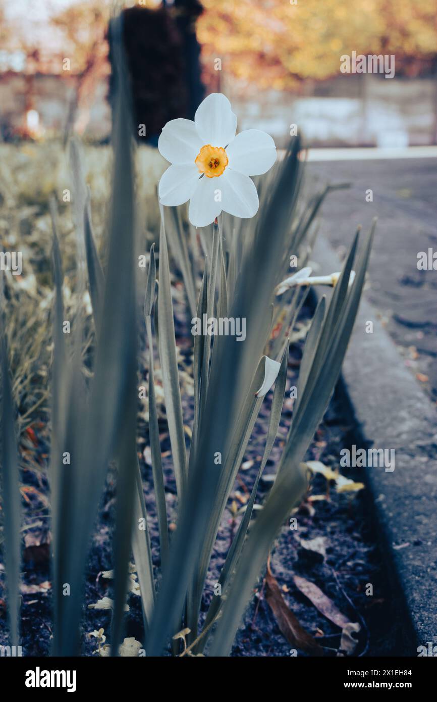 Jonquille dans le jardin. Le narcisse blanc fleurit au printemps. Nature printanière. Fleur de fleur. Petite fleur blanche en fleur. Avril nature. Banque D'Images