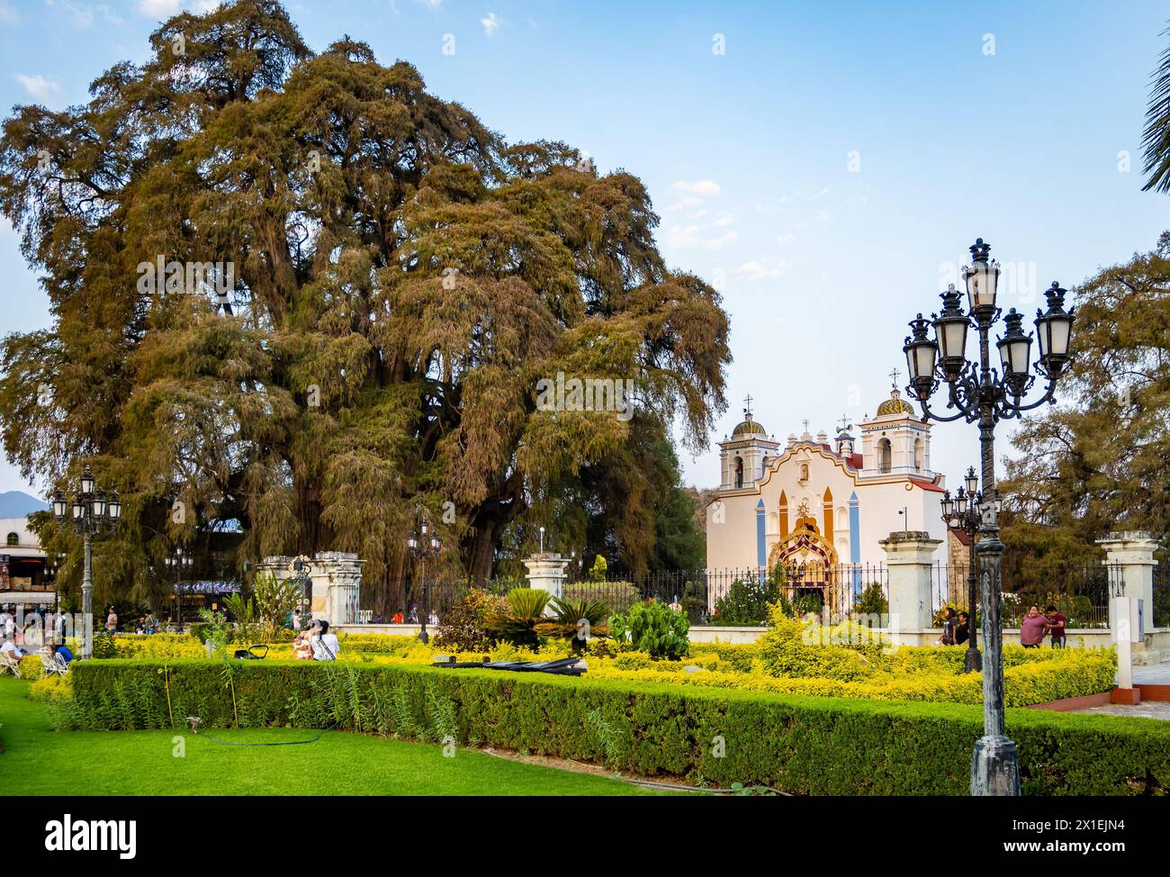 Árbol del Tule, un cyprès de Montezuma (Taxodium mucronatum) géant vieux de 2000 ans dans le centre de Santa María del Tule, Oaxaca, Mexique. Banque D'Images