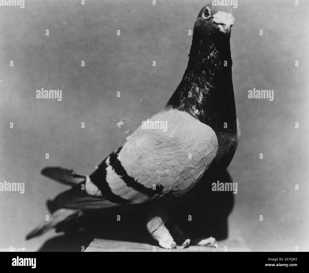 'Stumpy John Silver' - Heroic Homing Pigeon de la première Guerre mondiale CA. 1936 (1 an après le décès) Banque D'Images 'Stumpy John Silver' - Heroic Homing Pigeon de la première Guerre mondiale CA. 1936 (1 an après le décès) Banque D'Images