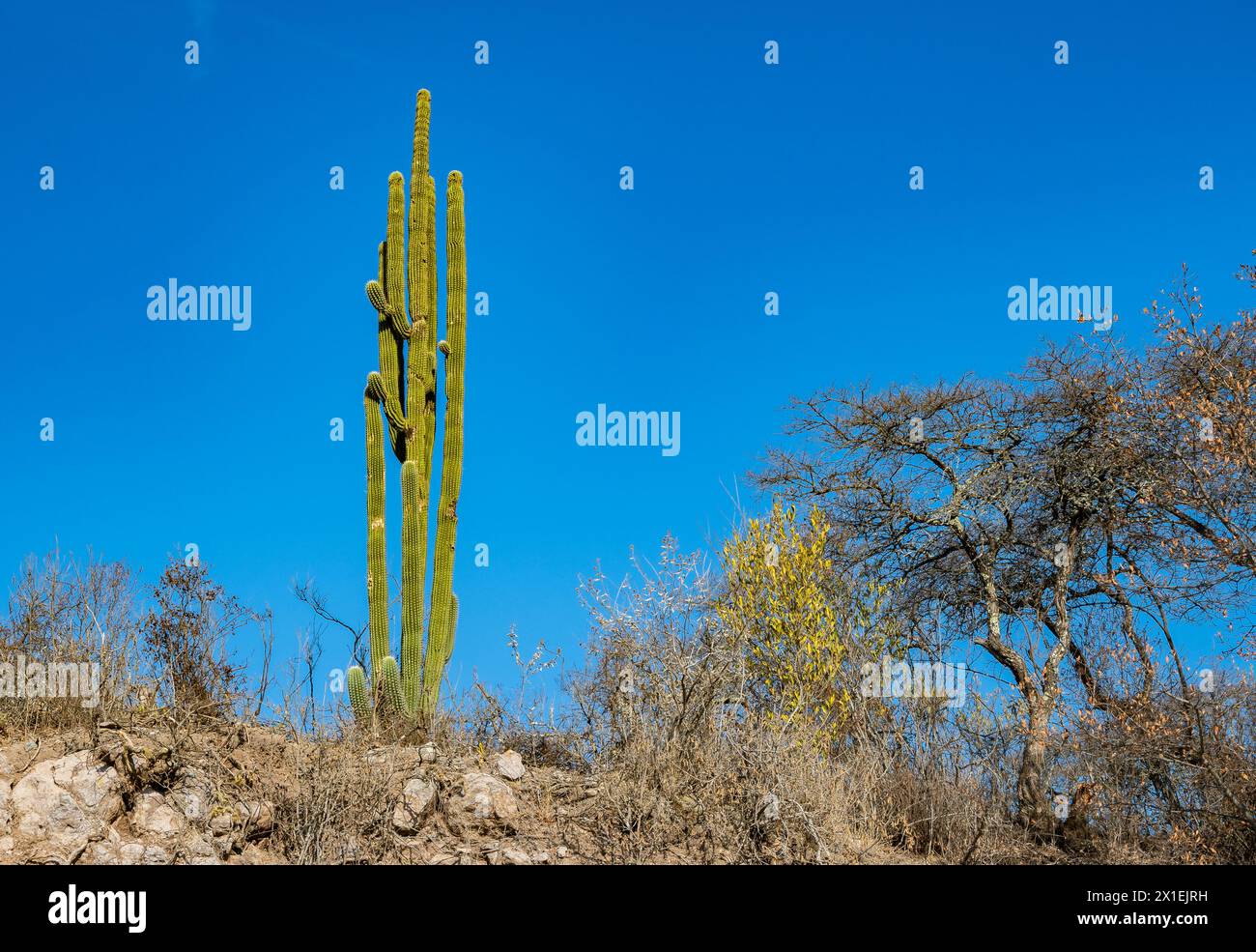 Cactus géant en région aride. Oaxaca, Mexique. Banque D'Images