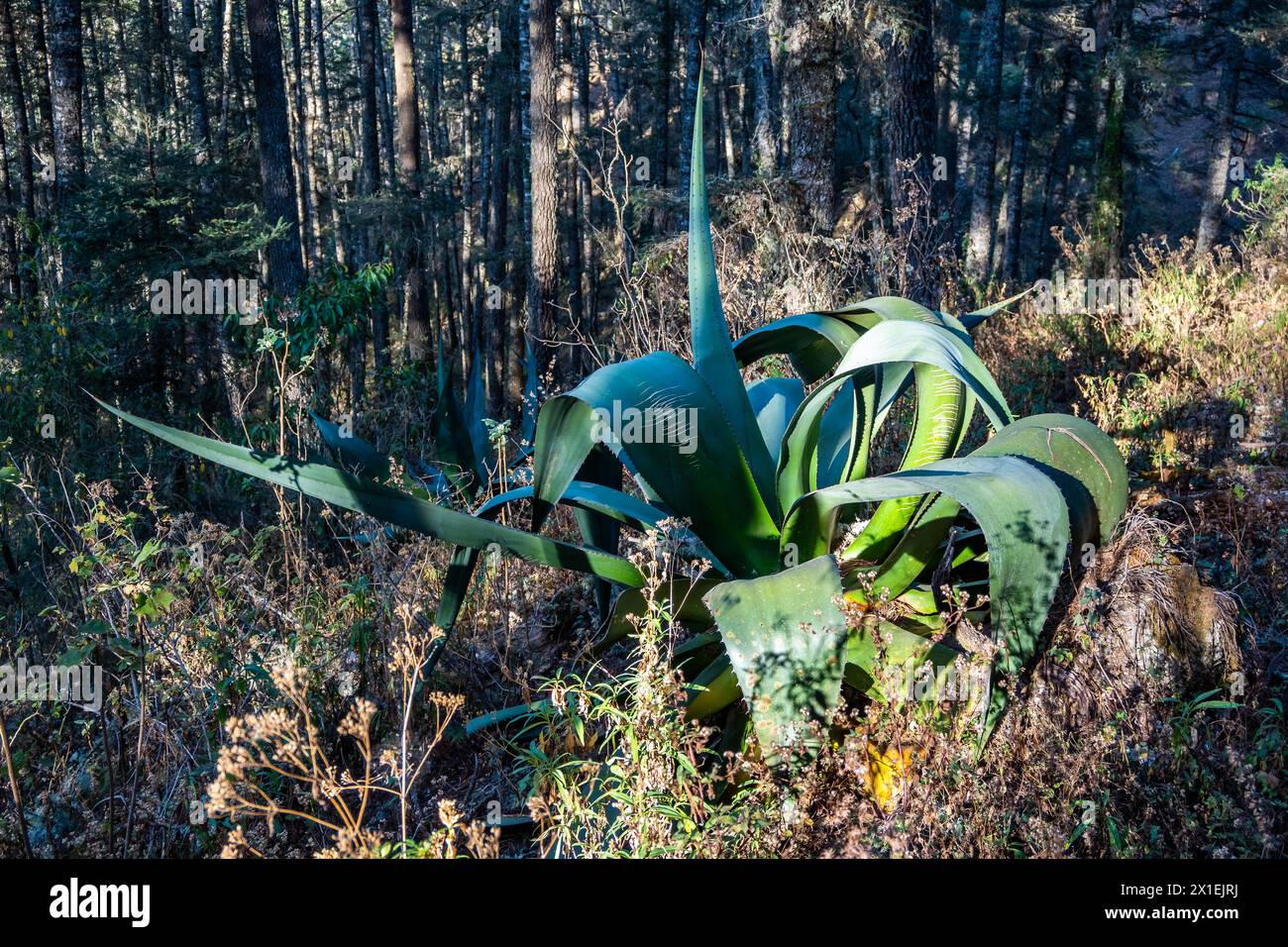 Plante géante d'Agave. Oaxaca, Mexique. Banque D'Images