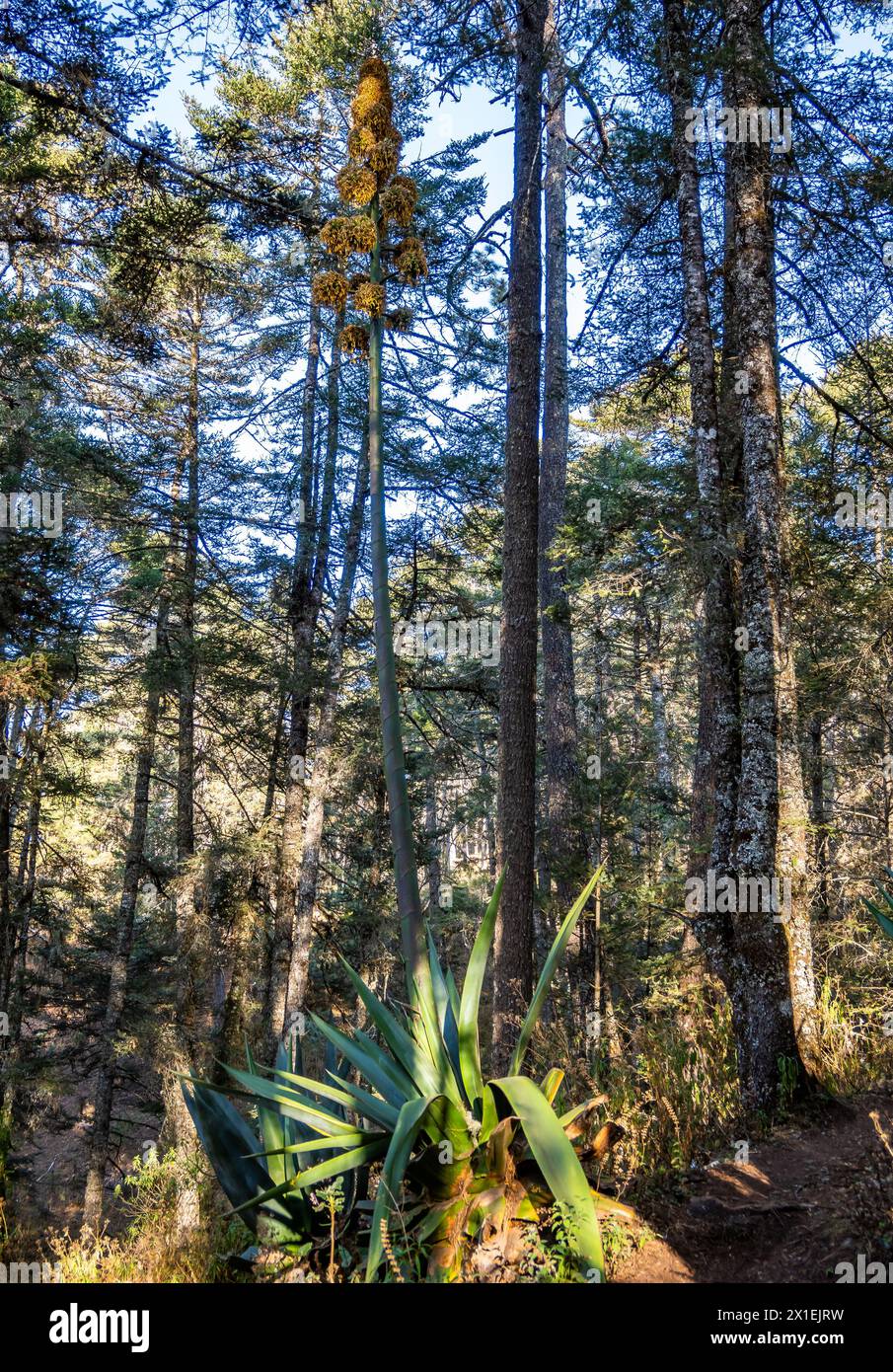 Plante géante d'agave avec tige de fleur. Oaxaca, Mexique. Banque D'Images
