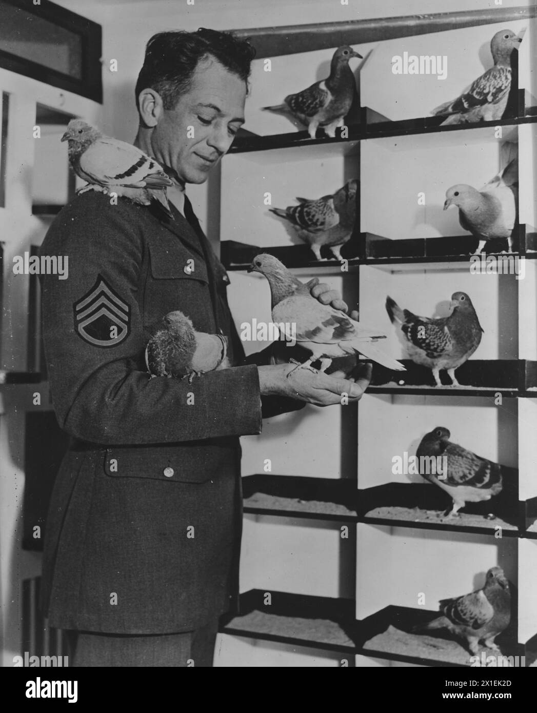 Signal corps NCO avec quelques pigeons homing. Pieds Monmouth, New Jersey CA. 1939 Banque D'Images Signal corps NCO avec quelques pigeons homing. Pieds Monmouth, New Jersey CA. 1939 Banque D'Images