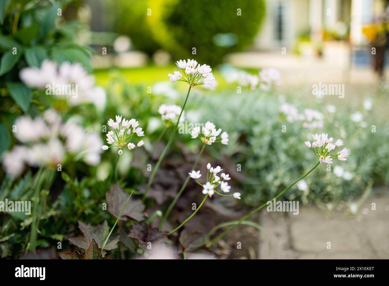 Allium neapolitanum ou fleurs d'oignon ornemental fleurissant sur le lit de fleurs dans un jardin par jour d'été ensoleillé. Amaryllidaceae Pennial bulbouus plants. Beau Banque D'Images