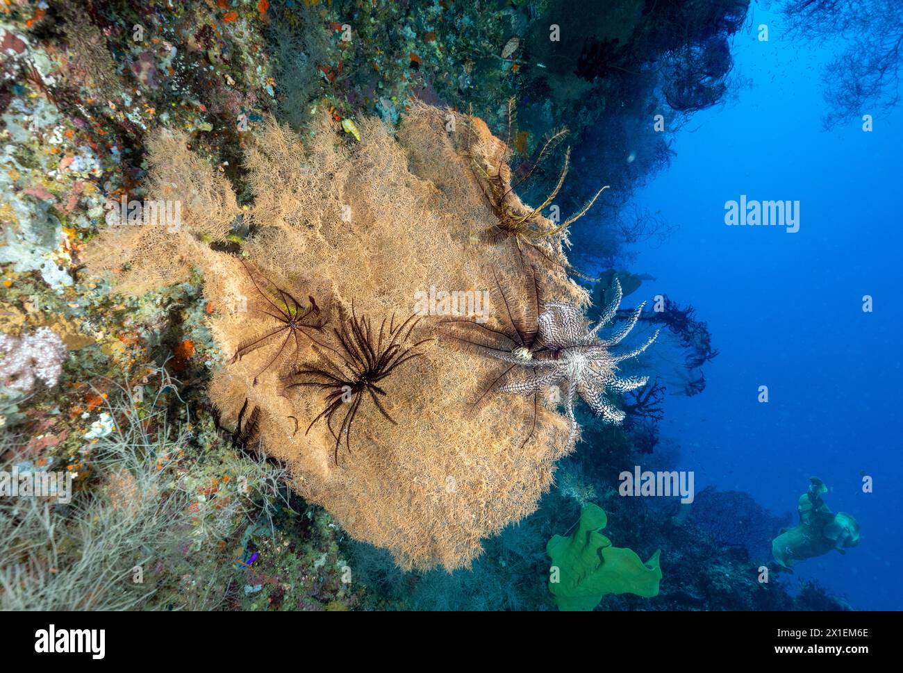 Un éventail marin géant non décrit, île de Misool, raja Ampat Indonésie. Banque D'Images