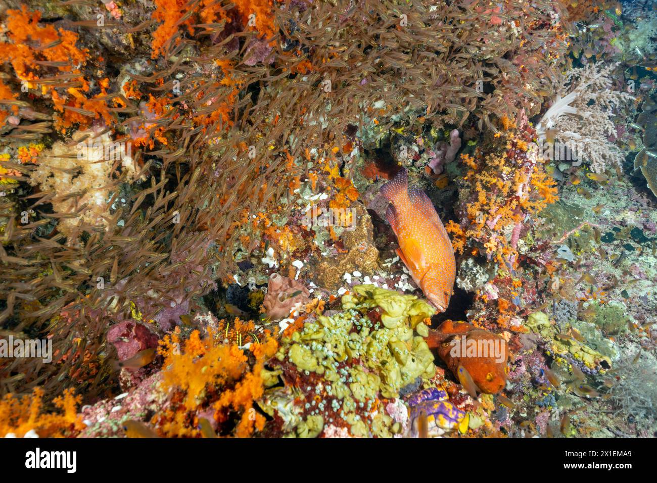 Mérou de corail, Cephalopholis miniata, pourchassant les poissons en verre dans les crevasses du récif, Raja Ampat, Indonésie. Banque D'Images