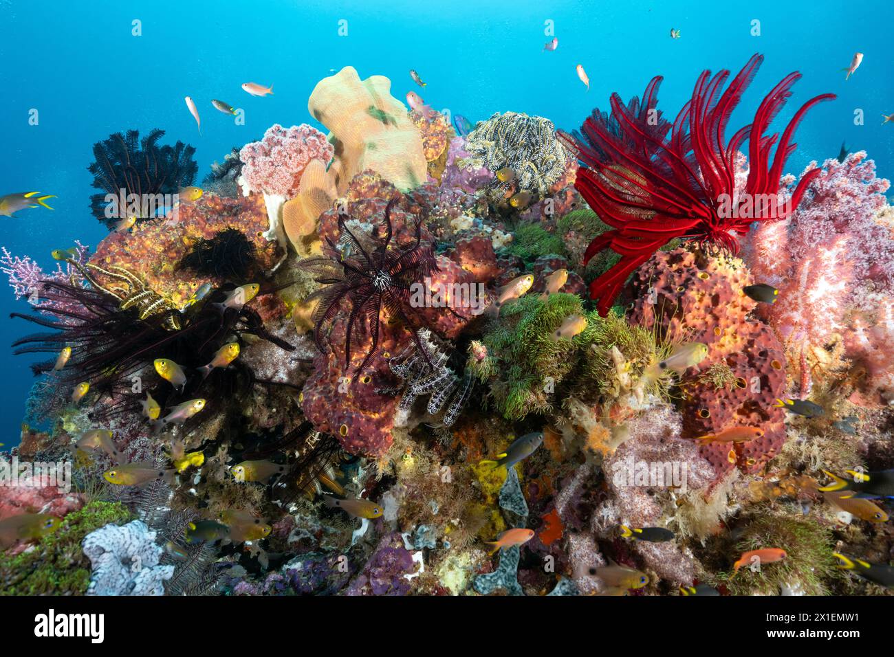 Récif pittoresque avec des marins et des crinoïdes Raja Ampat Indonésie. Banque D'Images