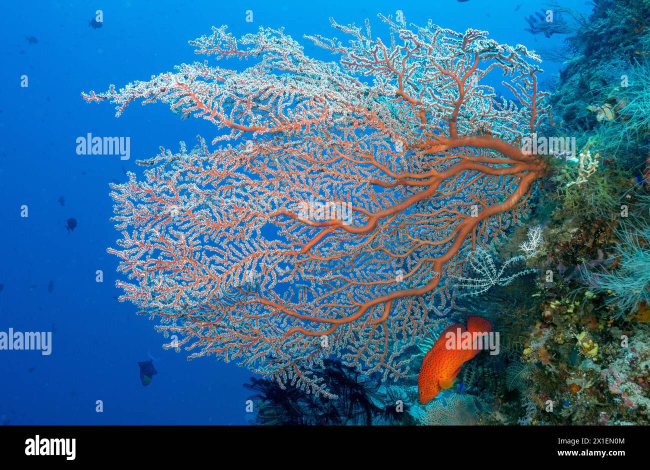 Gorgones, Solenocaulon rubra et mérou corallien, Cephalopholis miniata, Raja Ampat Indonésie. Banque D'Images
