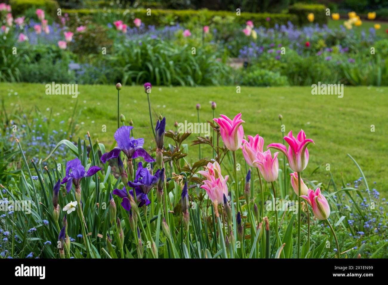 Superbes tulipes au milieu d'autres fleurs printanières à Eastcote House Gardens, jardin clos historique entretenu par des bénévoles à Londres Royaume-Uni. Banque D'Images