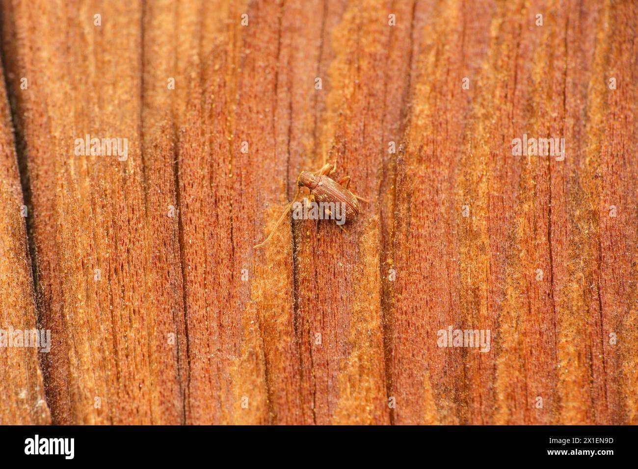 Ptinus fur Family Ptinidae genus Ptinus White marqué araignée coléoptère sauvage photographie d'insectes, image, papier peint Banque D'Images