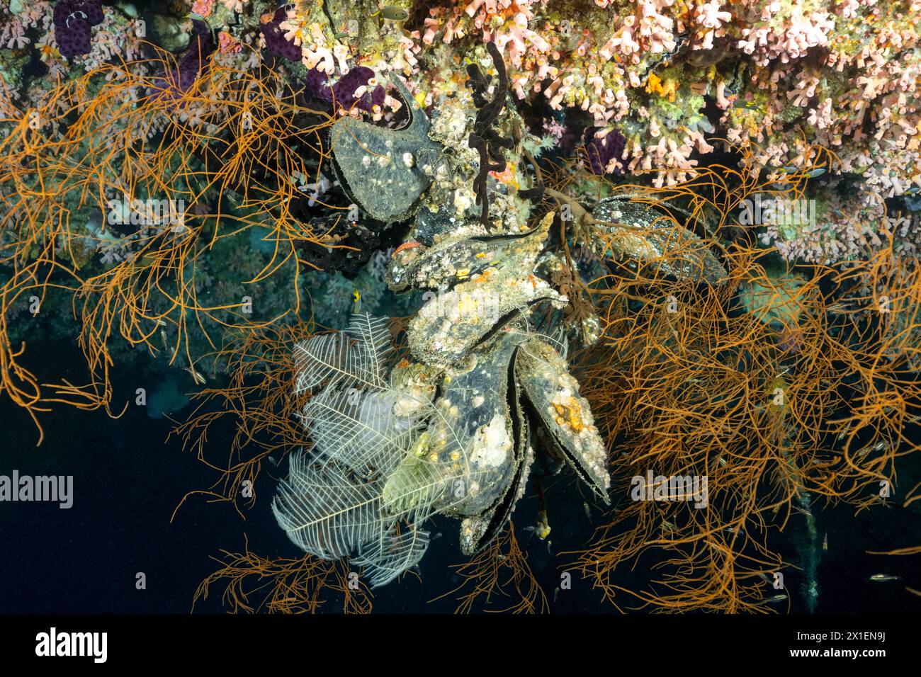 Huîtres à ailes, pingouin Pteria, suspendu à un surplomb, Raja Ampat Indonésie. Banque D'Images