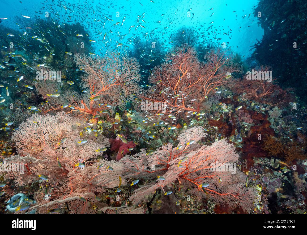 Récif coloré pittoresque avec des fans de mer géants et avec des poissons damsel à queue jaune, Neopomacentrus azysron, Raja Ampat Indonésie. Banque D'Images
