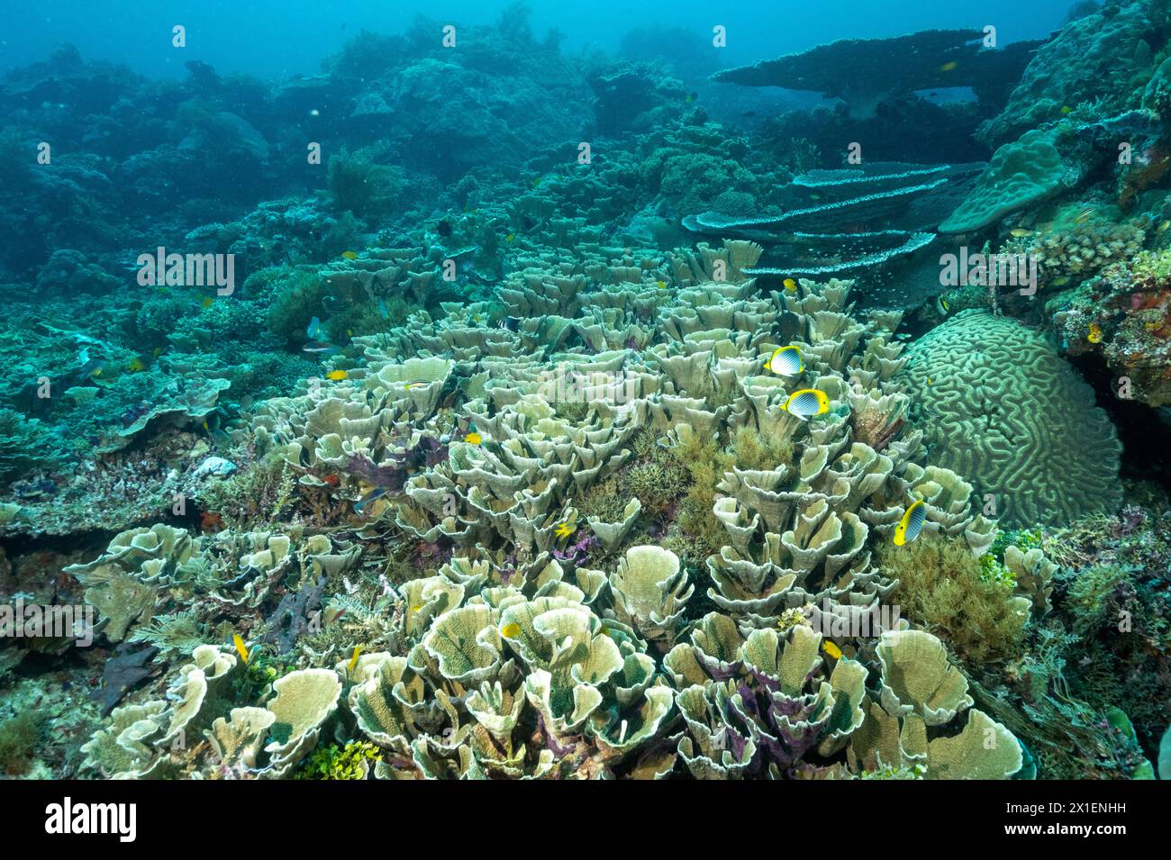 Récif pittoresque avec des colonies de coraux pierreux immaculées, Raja Ampat Indonésie. Banque D'Images