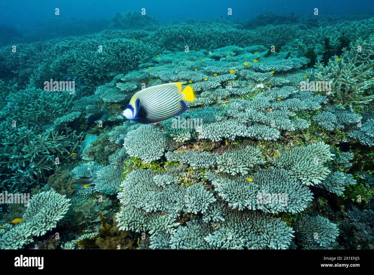 Récif pittoresque avec coraux durs immaculés et angelfish empereur, Pomacanthus imperator, Raja Ampat Indonésie. Banque D'Images