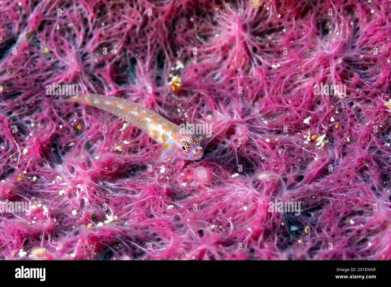 Nain de flocon de neige, Eviota sp., sur une cyanobactérie Raja Ampat Indonesia Banque D'Images