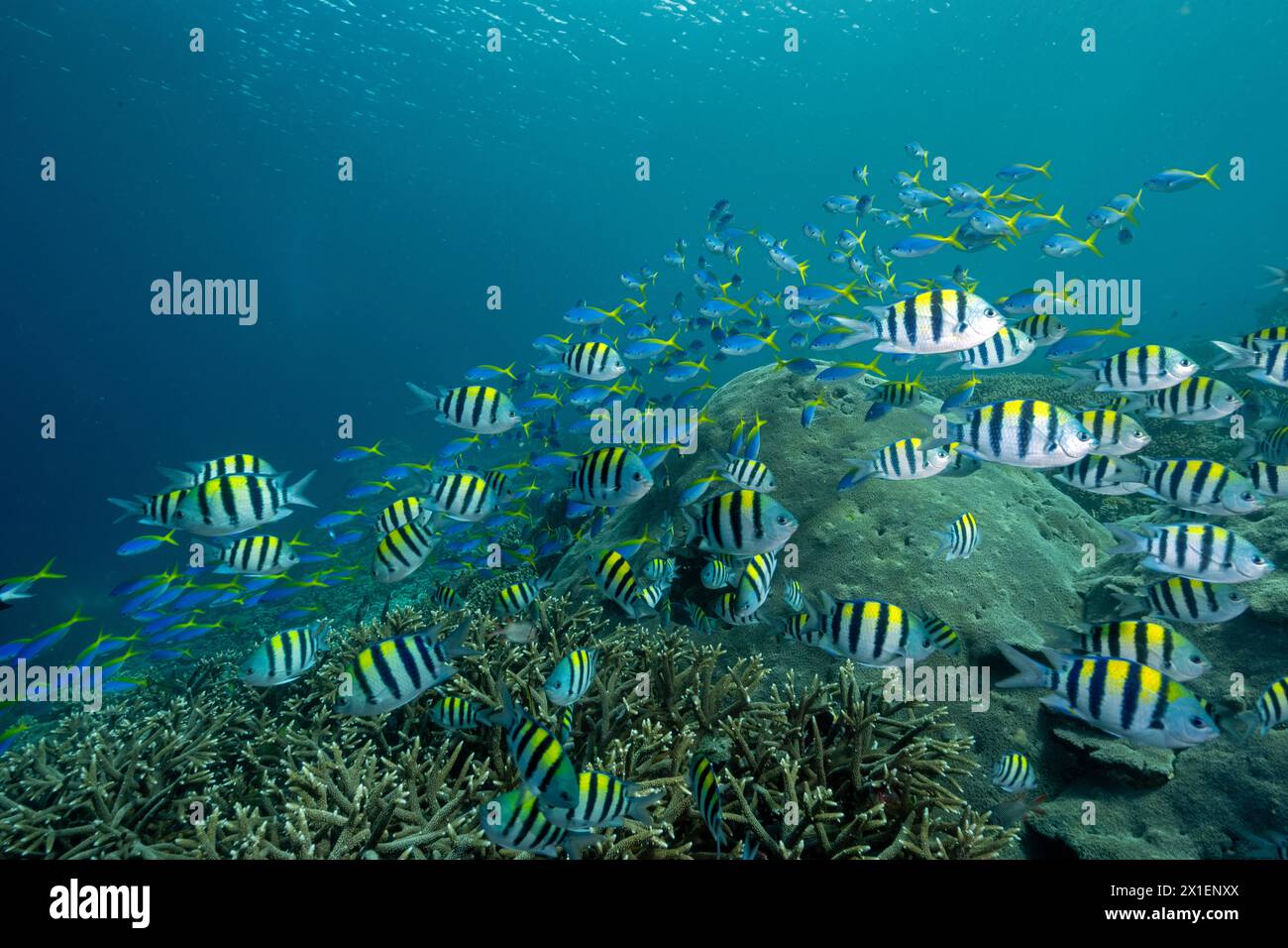 Yellowback fusiliers Caesio teres, et sergent Fishes, Abudefduf vaigiensis, Raja Ampat Indonésie. Banque D'Images