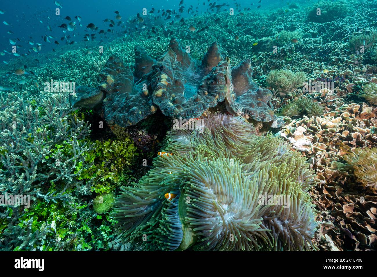 Palourde géante, Tridacna gigas, avec de magnifiques anémones et poissons clowns, Raja Ampat West Papua Indonesia. Banque D'Images